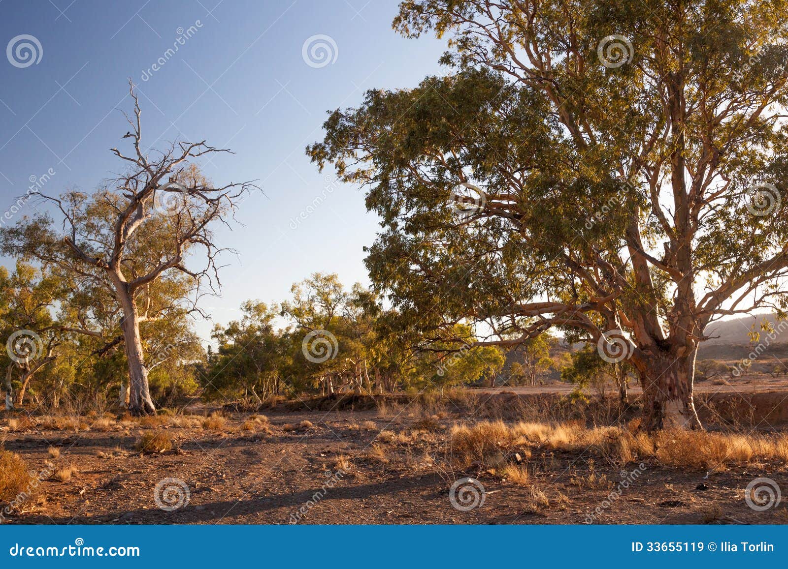 dry creek bed. flinders ranges. south australia.