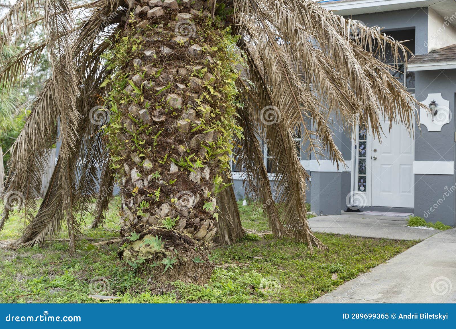 Dry Dead Palm Tree on Florida Home Backyard Stock Image Image of