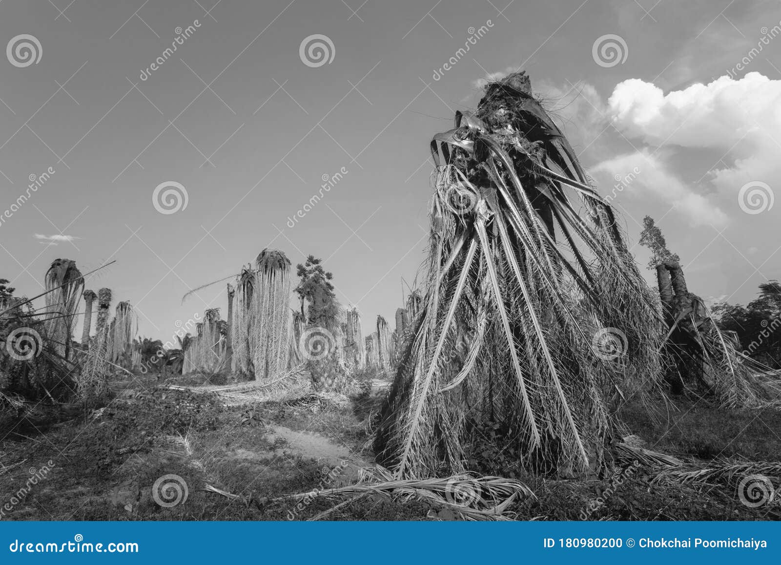 dry and dead palm trees in draught land