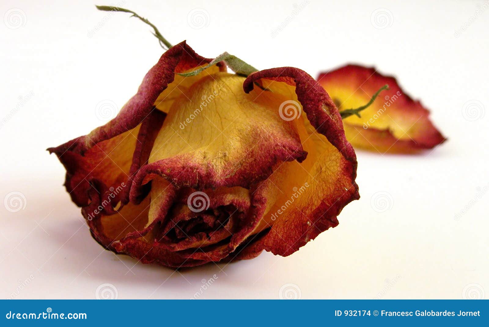 dry decaying rose