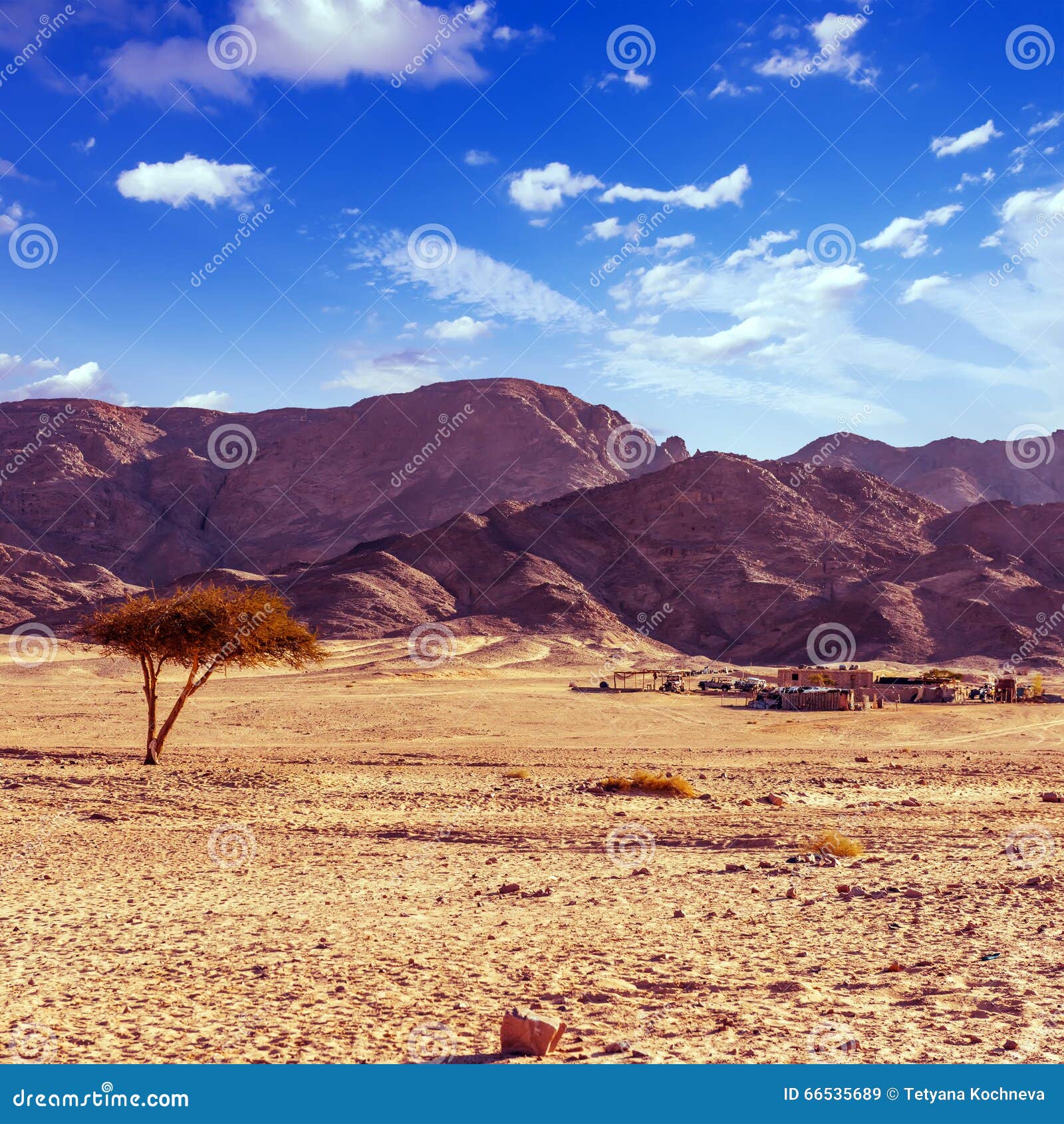 Dry Desert Tree and Beduin Village Sinai Egypt Stock Image Image of