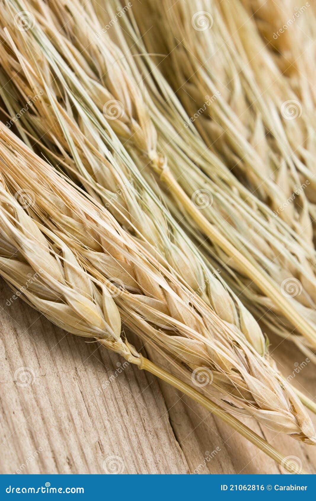 Dry ears of corn stock photo. Image of grow, crops, seeds 21062816