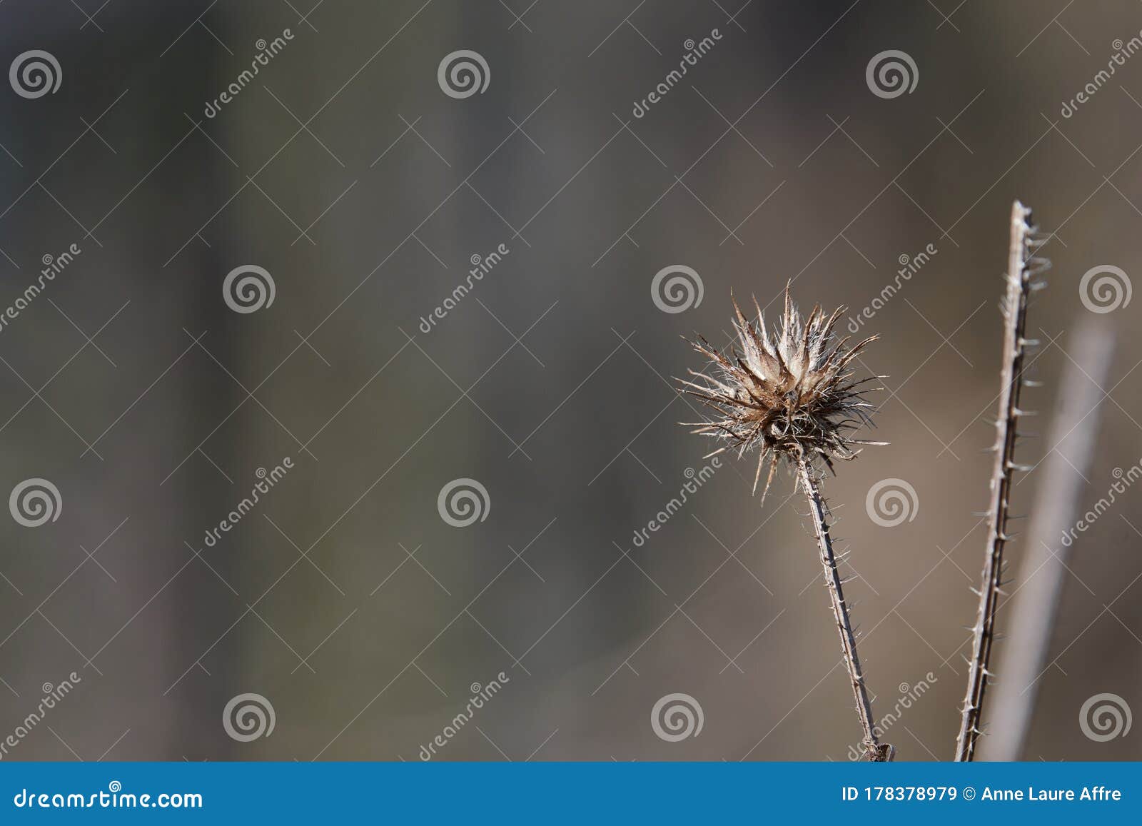 a dry echinops asteraceae in harsh light on a brown blurred background with copy space