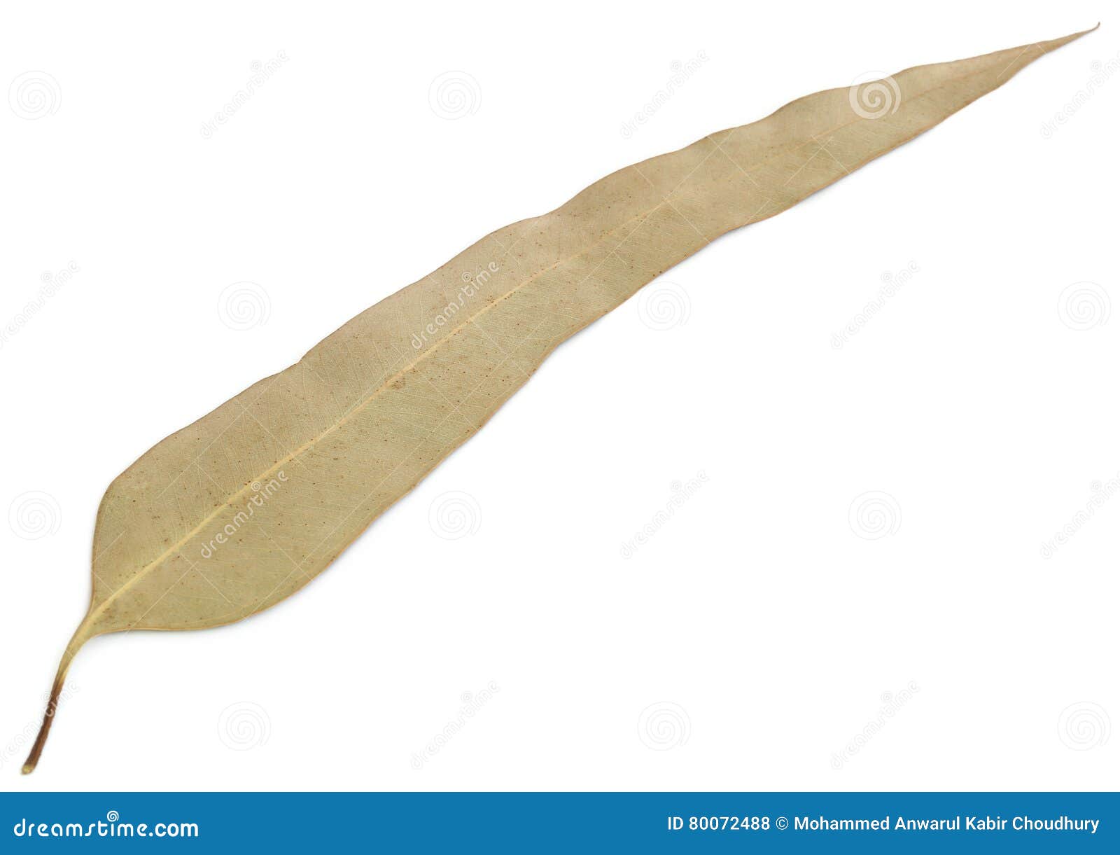 Dry Eucalyptus leaves stock photo. Image of natural, branch 80072488