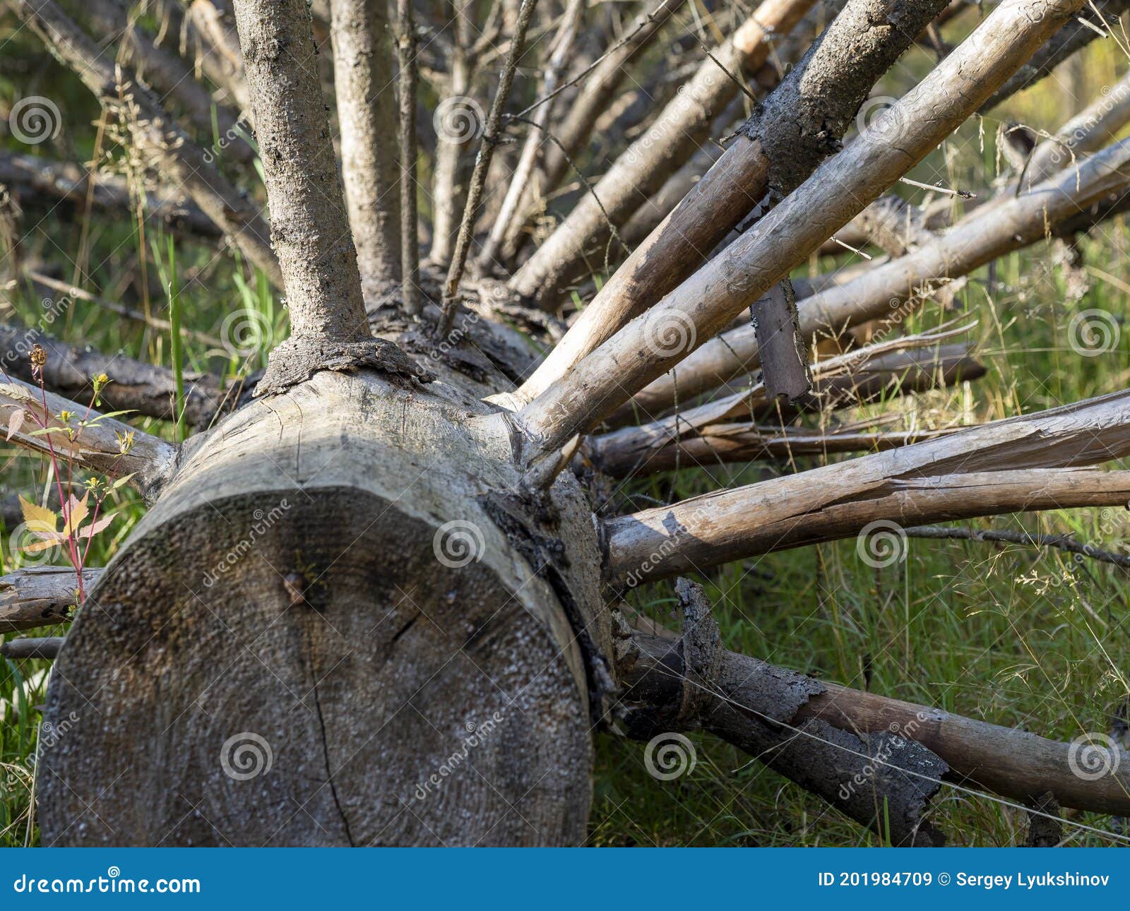 Dry Fallen Tree with Many Branches Closeup. Problems in the Forests