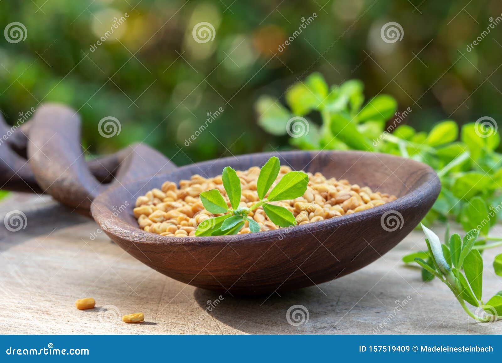 Dry Fenugreek Seeds and Fresh Fenugreek Plant Stock Image Image of