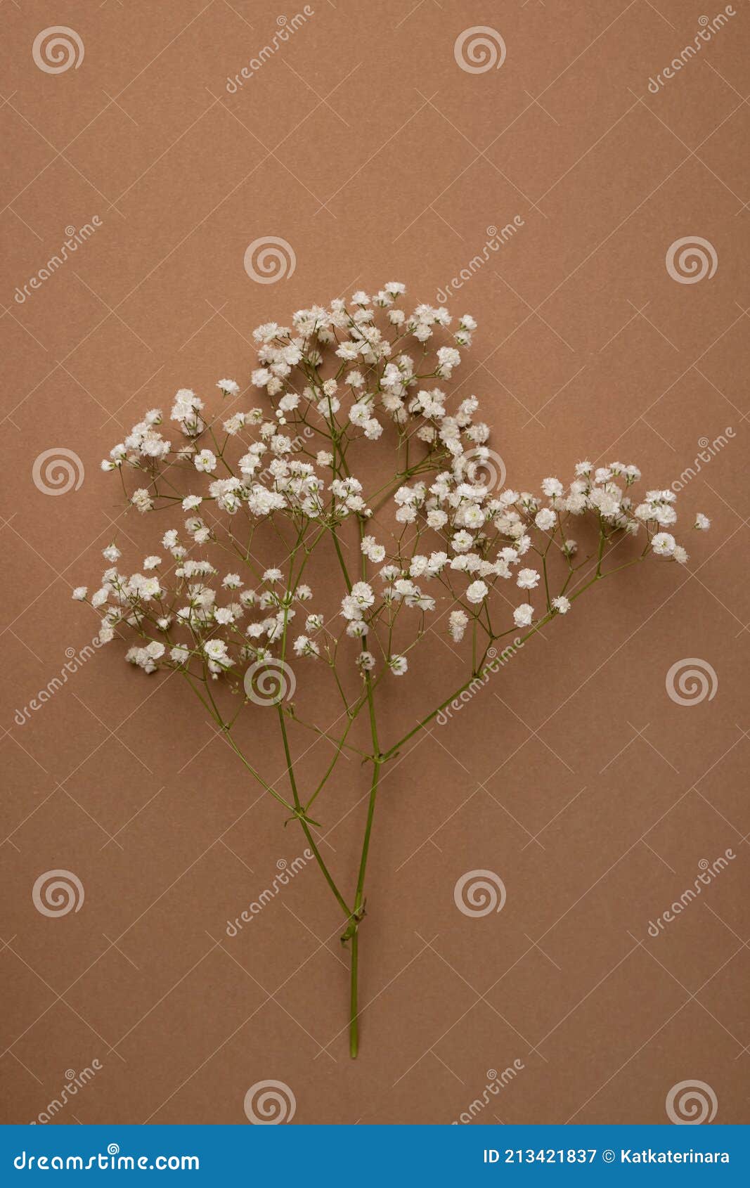 Dry flower branch on a light brown background. Trend, minimal