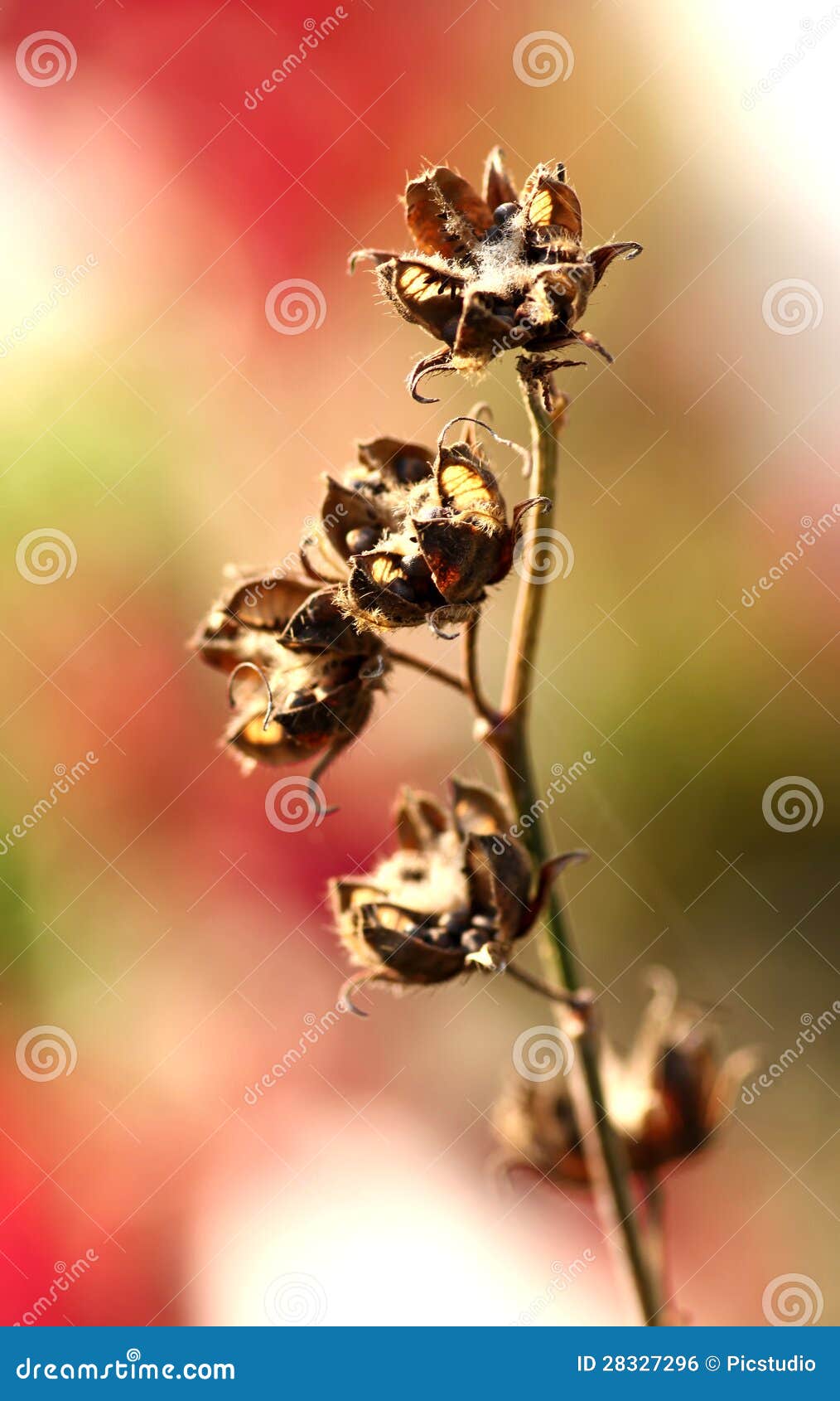 Dry flower buds stock photo. Image of outdoor, buds, focus 28327296