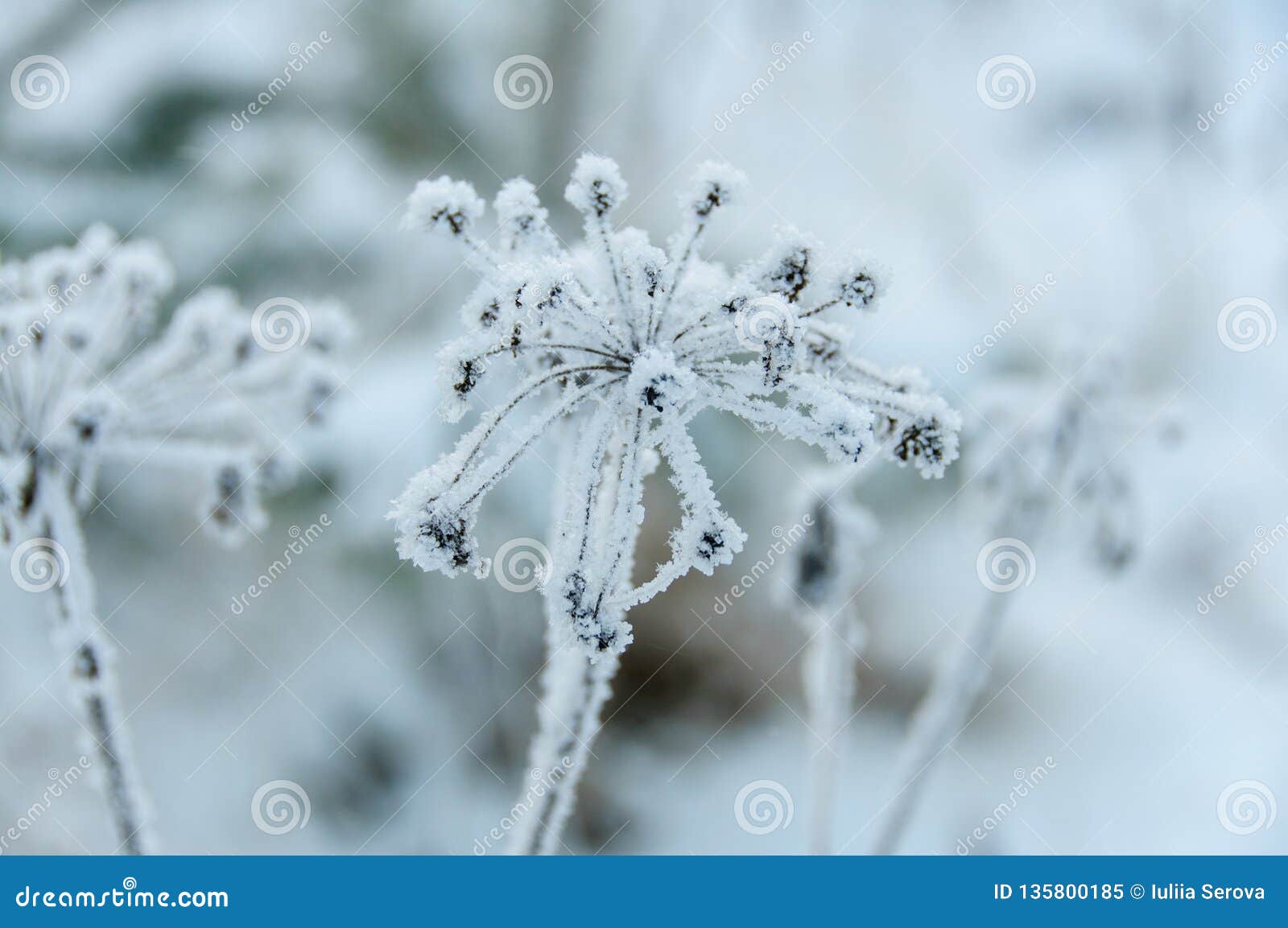 Dry Flowers in Winter. Closeup Stock Image Image of pattern, plant