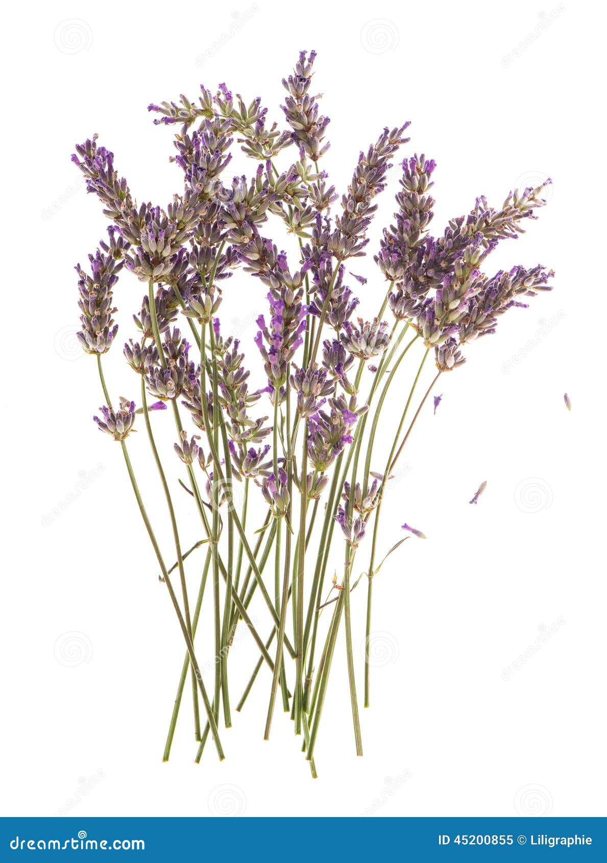 Dry Flowers of Lavender Plant Isolated on White Stock Image Image of