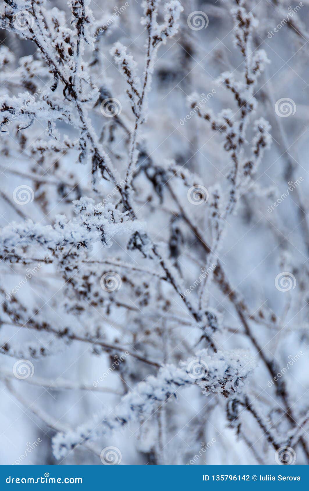 Dry Flowers in Russian Winter Stock Photo Image of environment, field