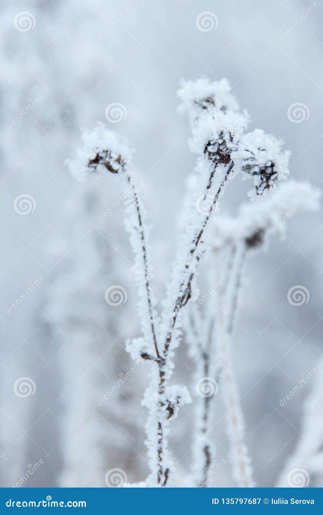 Dry Flowers in Russian Winter Stock Image Image of environment