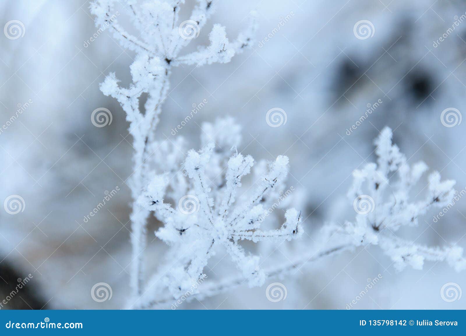 Dry Flowers in Russian Winter Stock Photo Image of grass, nature