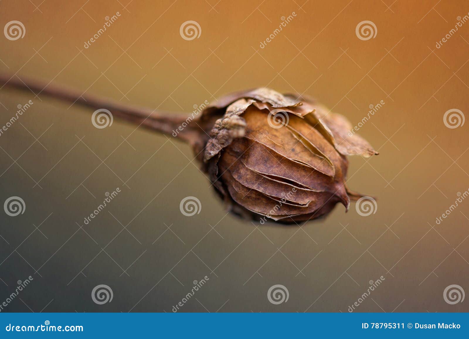Dry Flowers in the Sun Rays on the Meadow Stock Image Image of orange