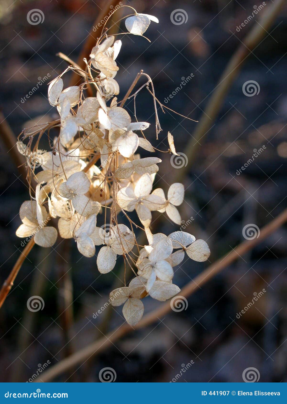 Dry flowers in winter stock image. Image of closeup, brown 441907