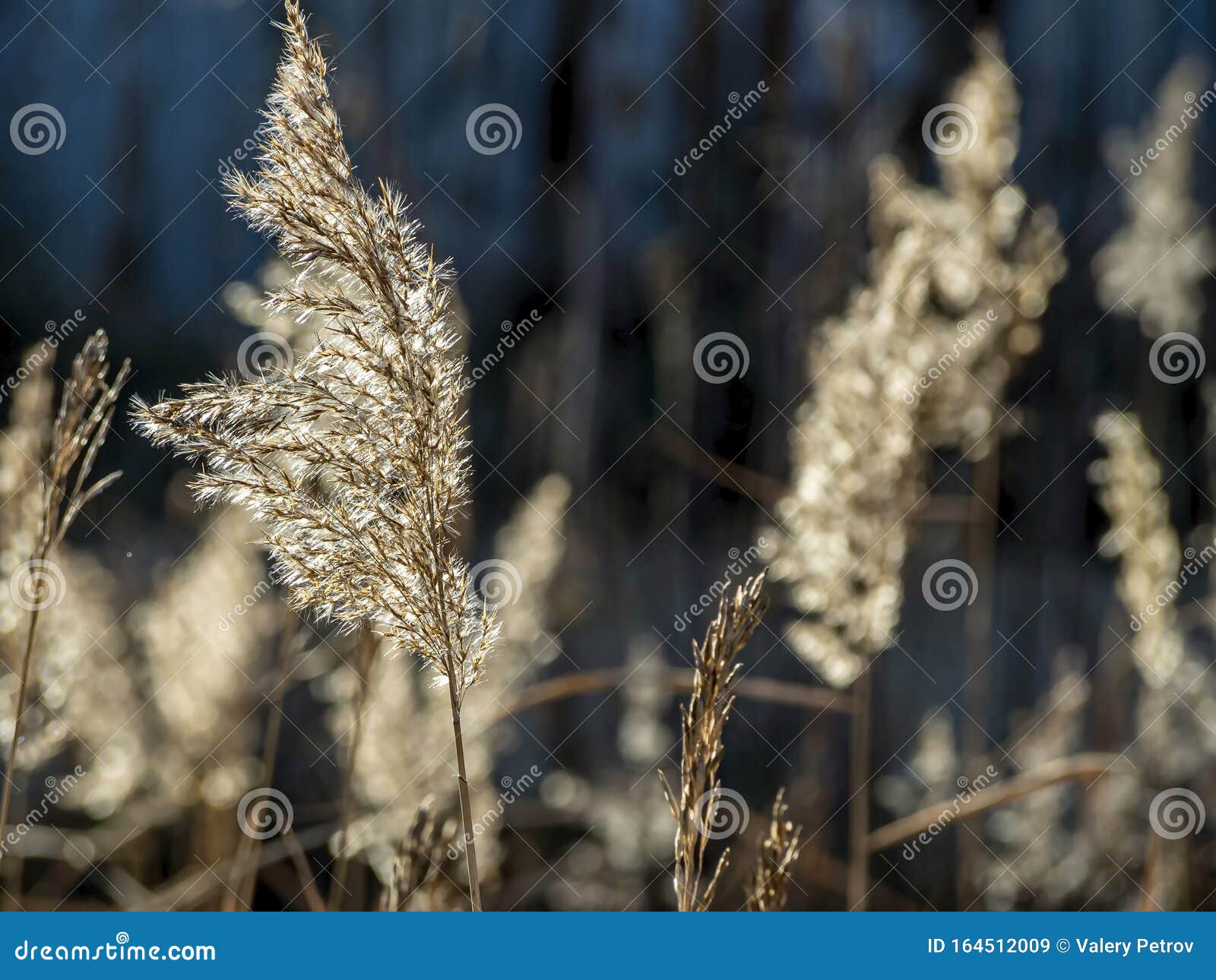 Fluffy Ears of Weeds Illuminated by the Sun Stock Image - Image of ...