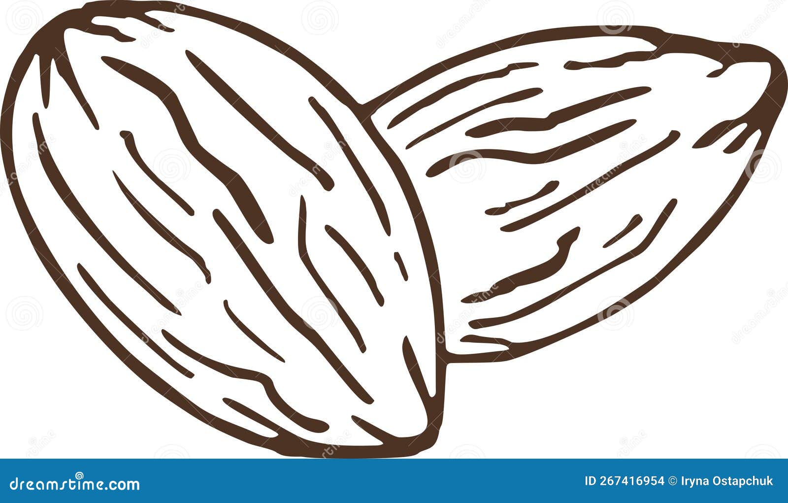 Dry Fruit&Nuts stock vector. Illustration of page 267416954