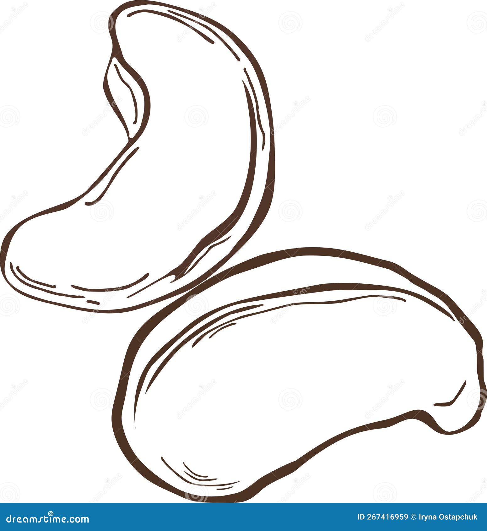 Dry Fruit&Nuts stock vector. Illustration of background 267416959