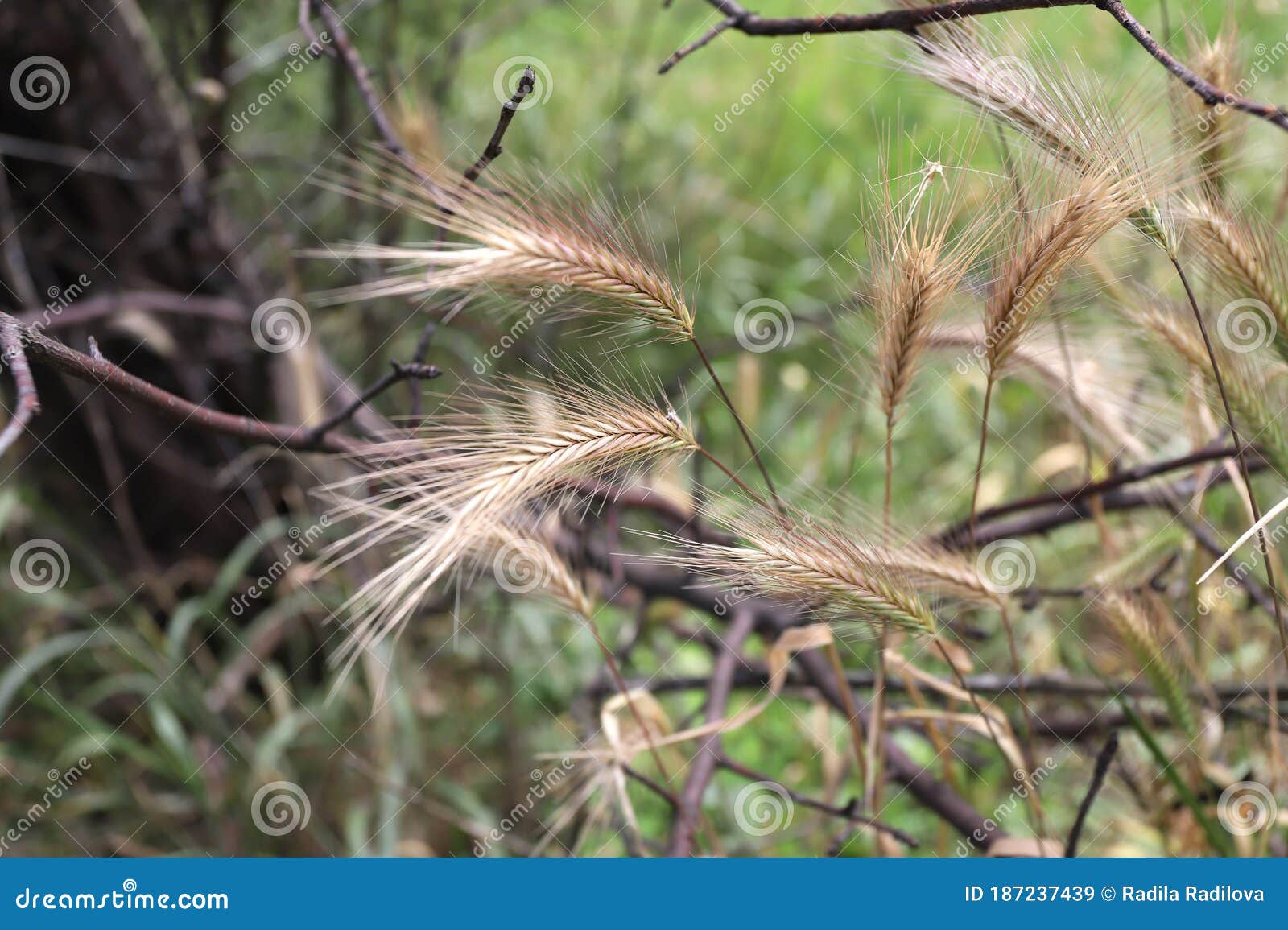 Grass Awns That Can Be Dangerous For Dogs June Grass Ears Stock Image Image Of Dogs