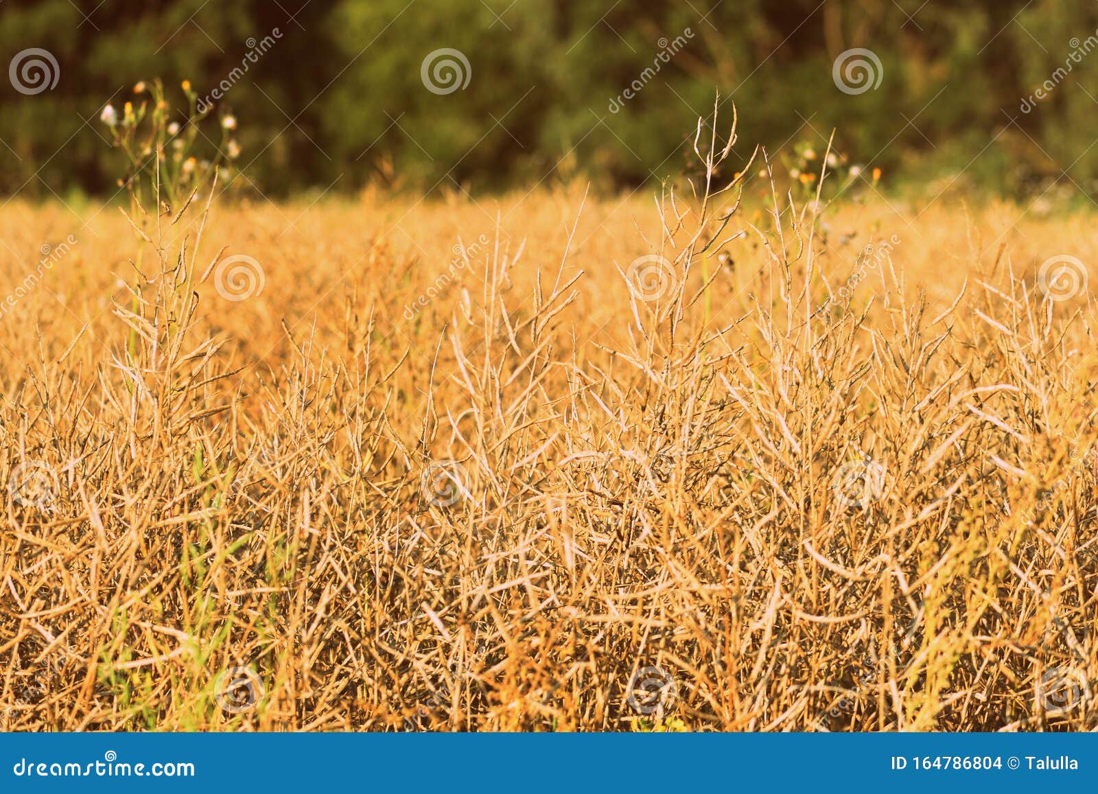 Dry Grass Closeup on a Sunlit Meadow on a Summer Day. Retro Style Toned