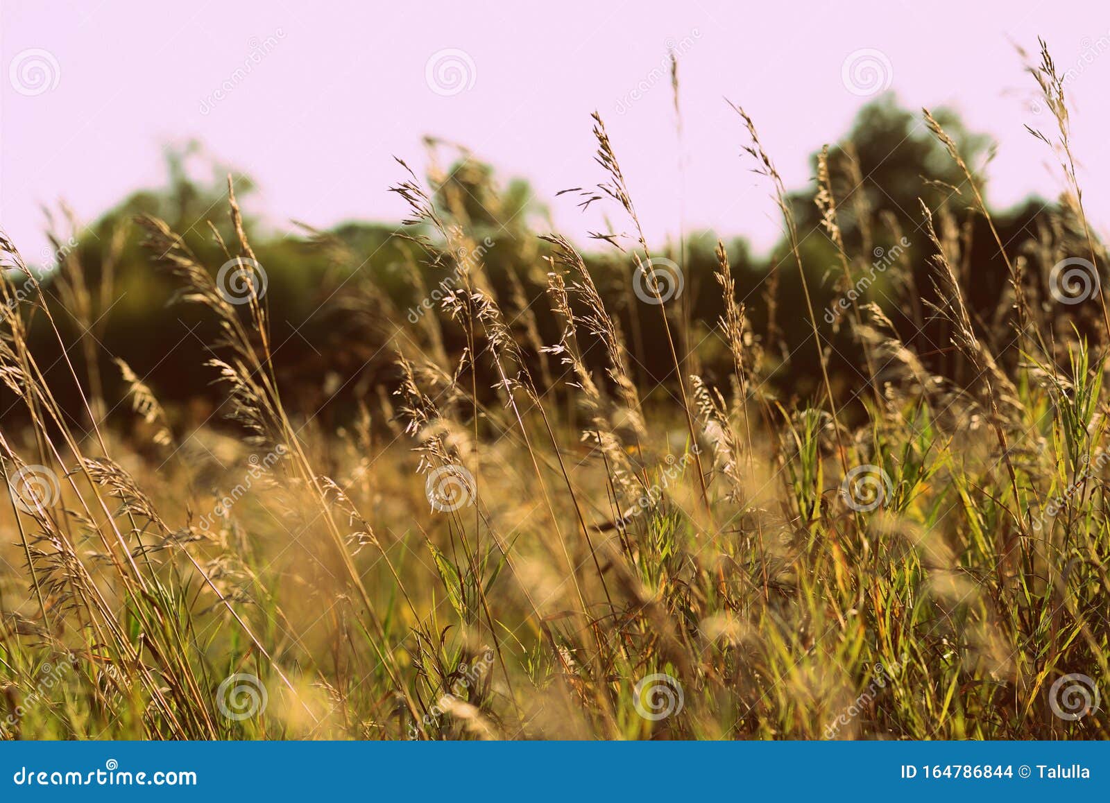 Dry Grass Closeup on a Sunlit Meadow on a Summer Day. Retro Style Toned