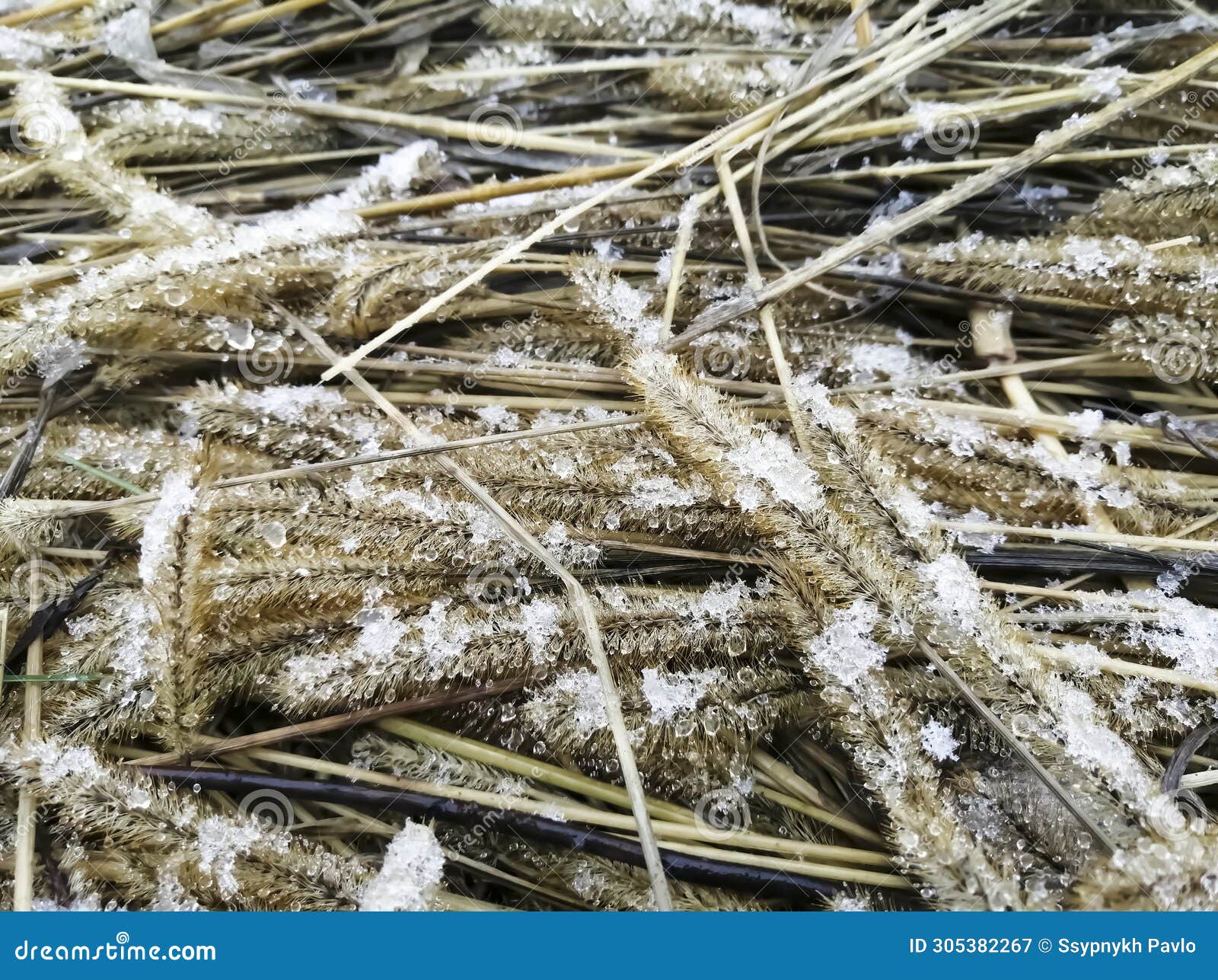dry grass is covered with snow. the beginning of winter. snow on yellow straw.