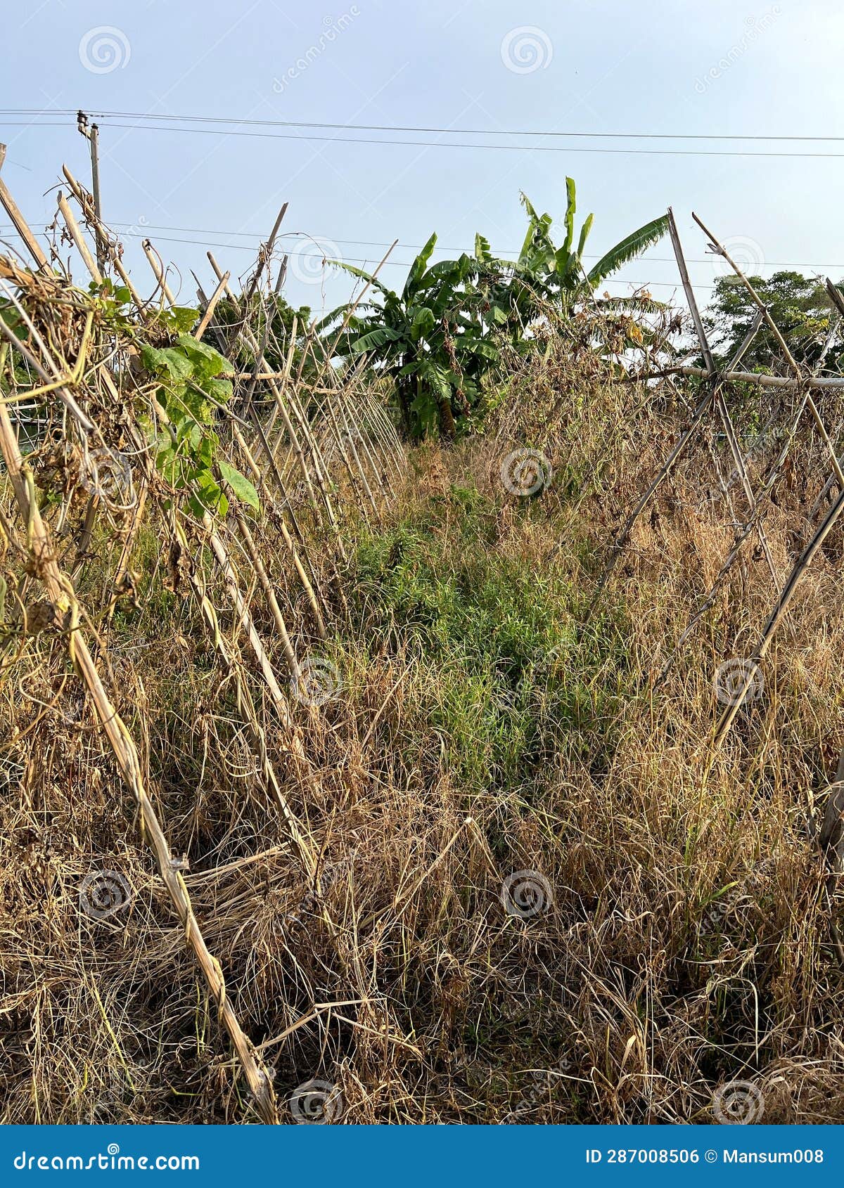 Dry grass in the garden stock photo. Image of landscape 287008506