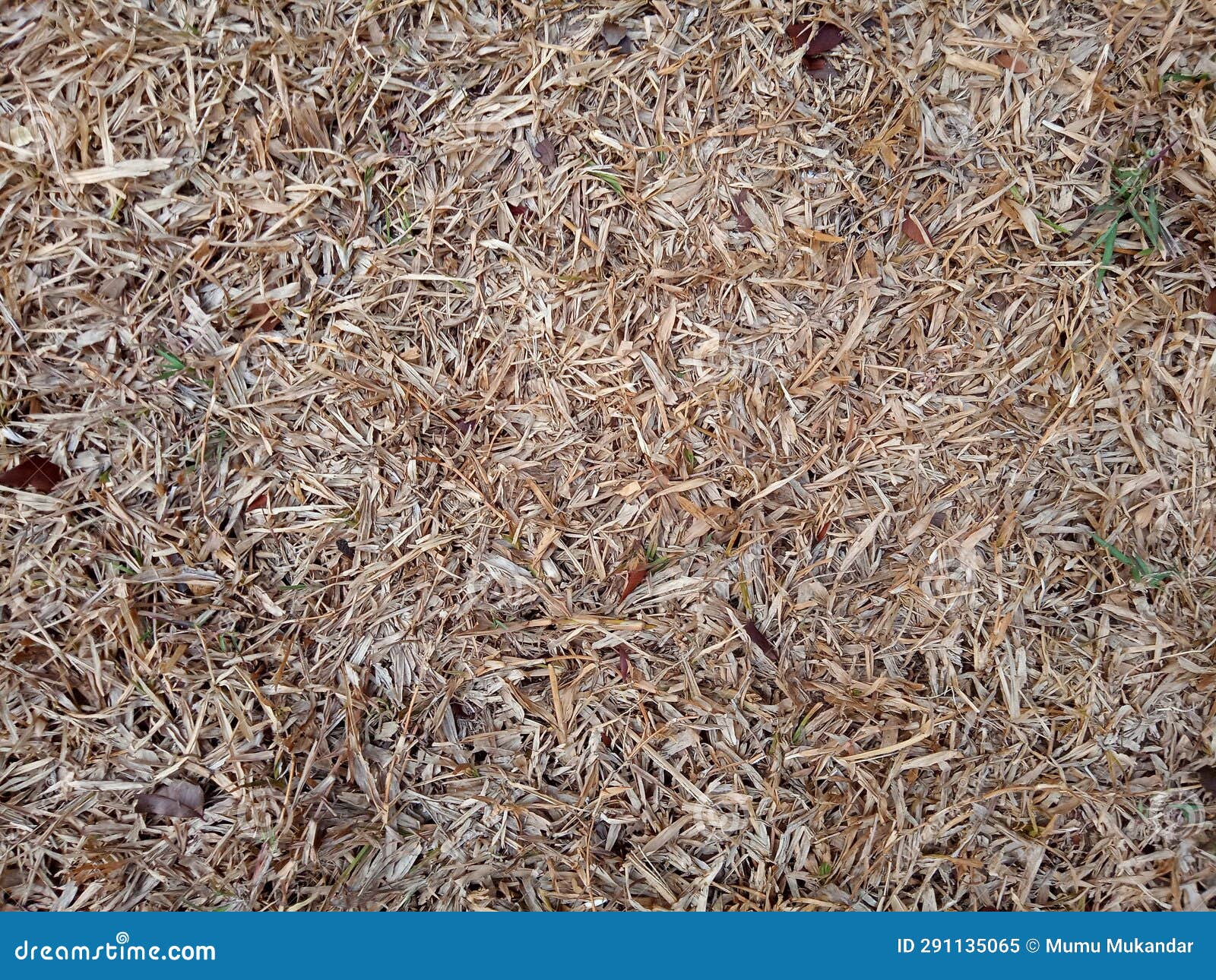 Dry grass in the garden stock image. Image of green 291135065