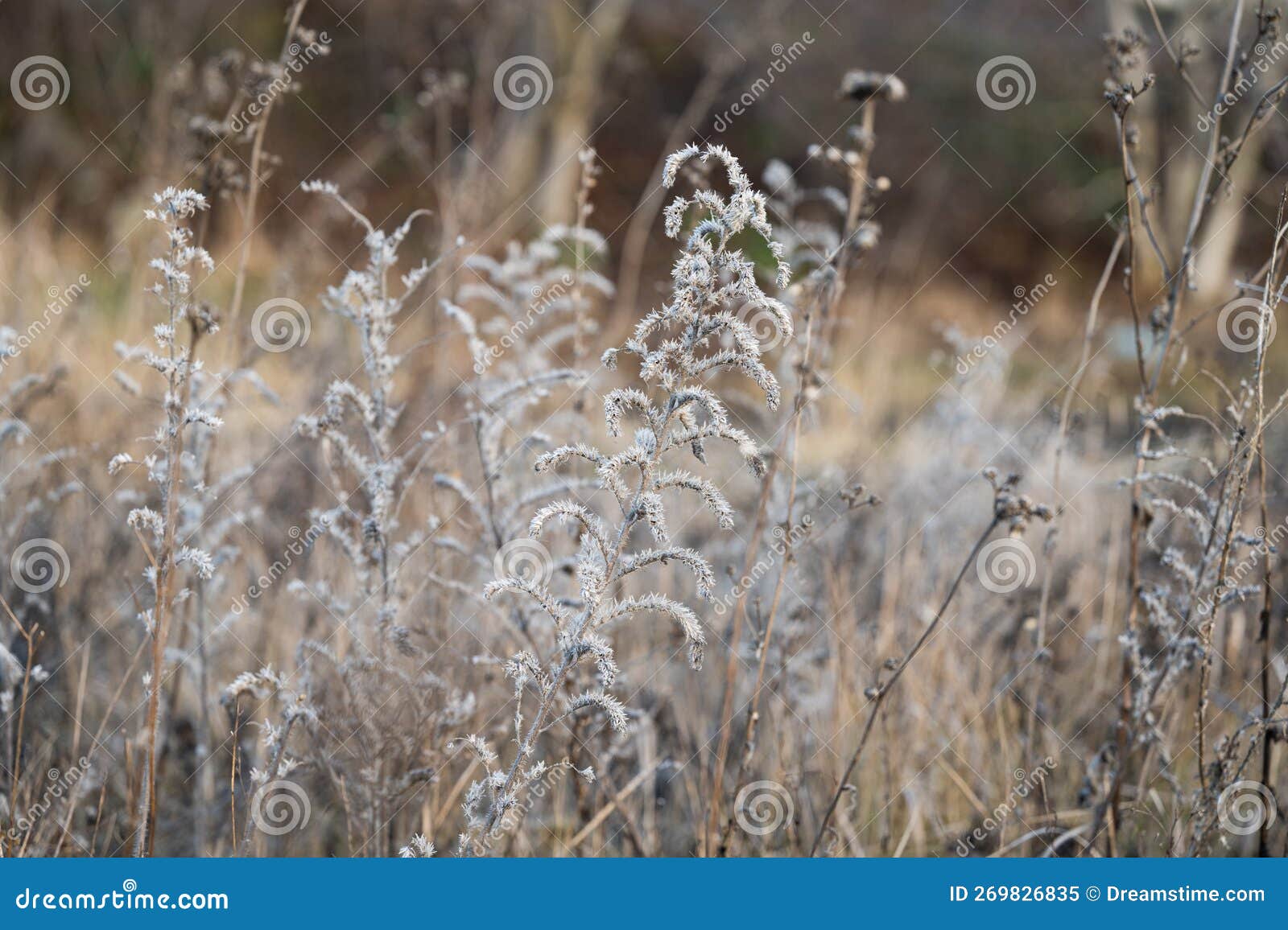 Dry Grass in the Meadow in Winter Stock Image Image of grass, yellow
