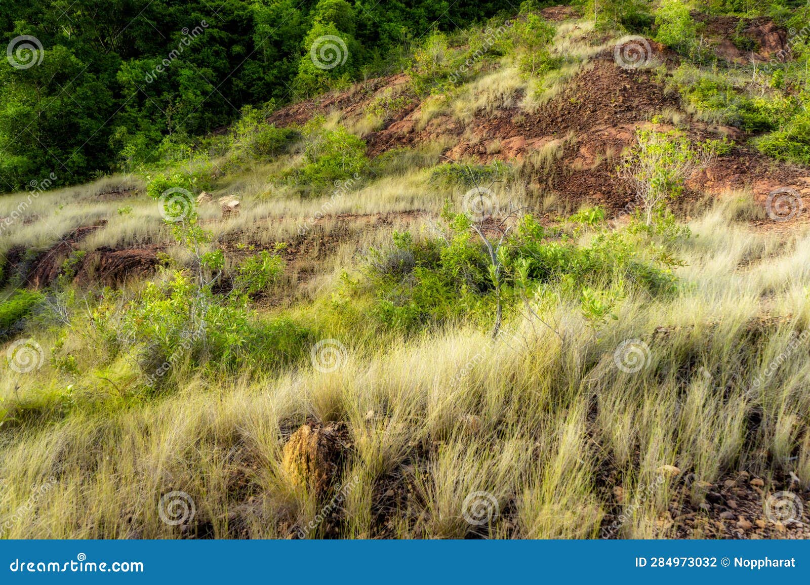 Dry grass on the mountain stock photo. Image of countryside 284973032