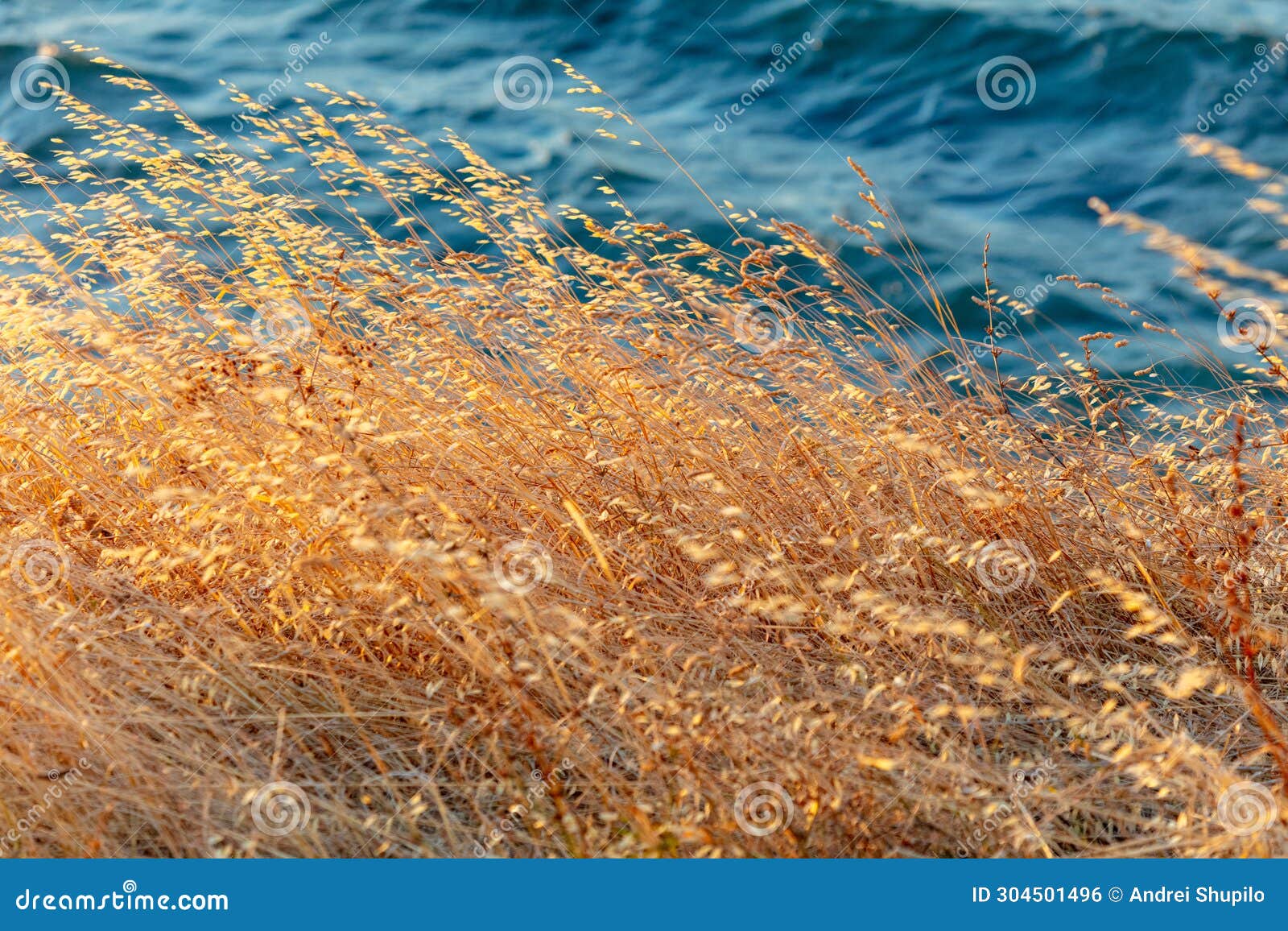 dry grass on the seashore at sunset