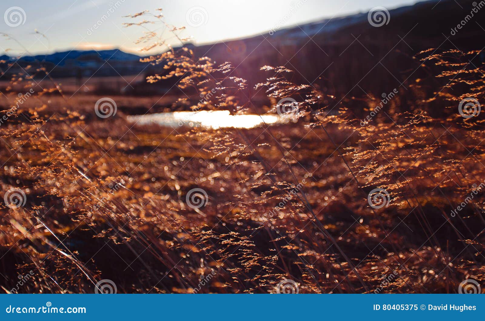 Dry Grass Seed Heads Blowing in the Breeze Stock Image Image of
