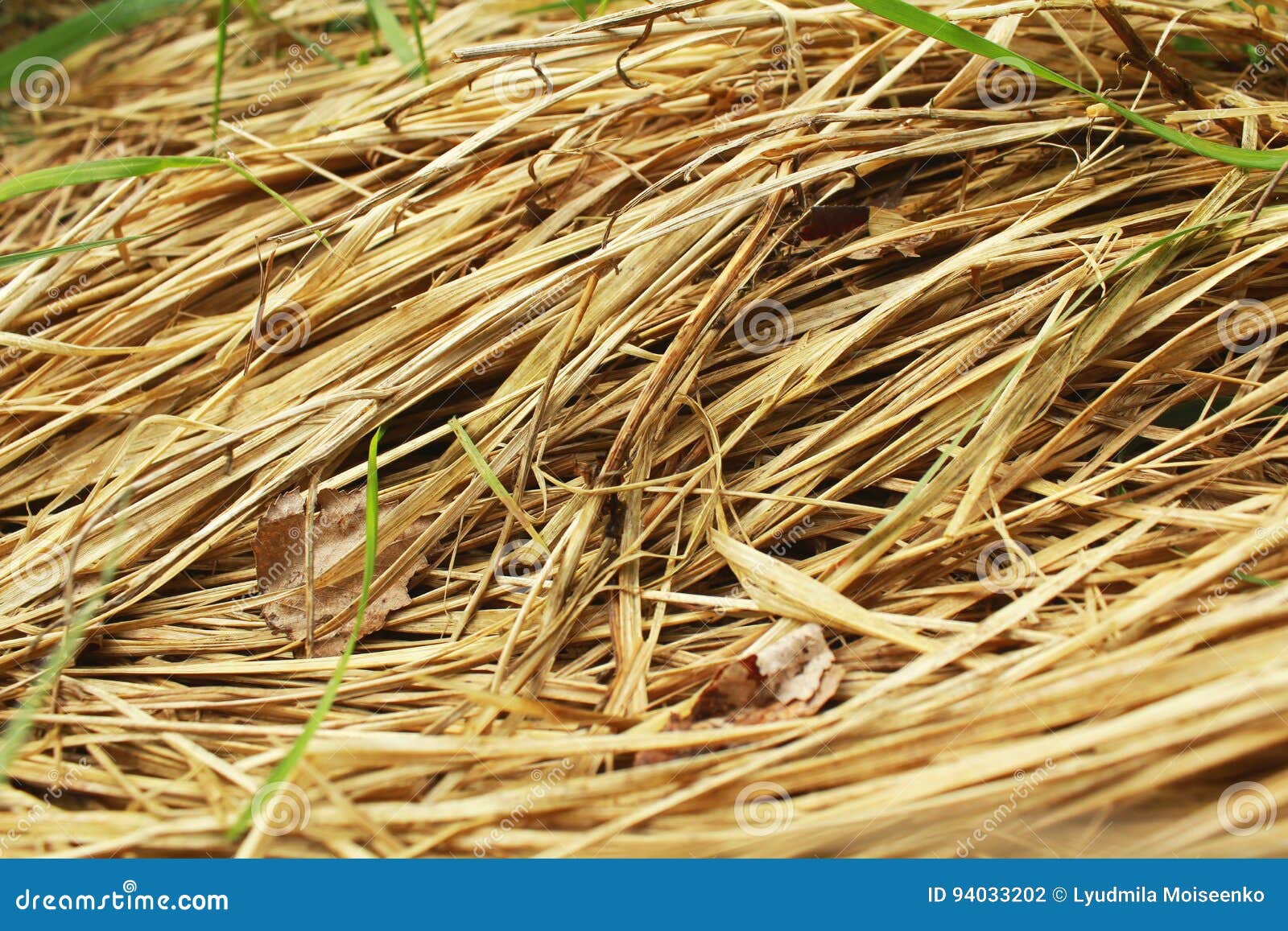 Dry Grass Straw Hay Background Stock Photo Image Of Yellow