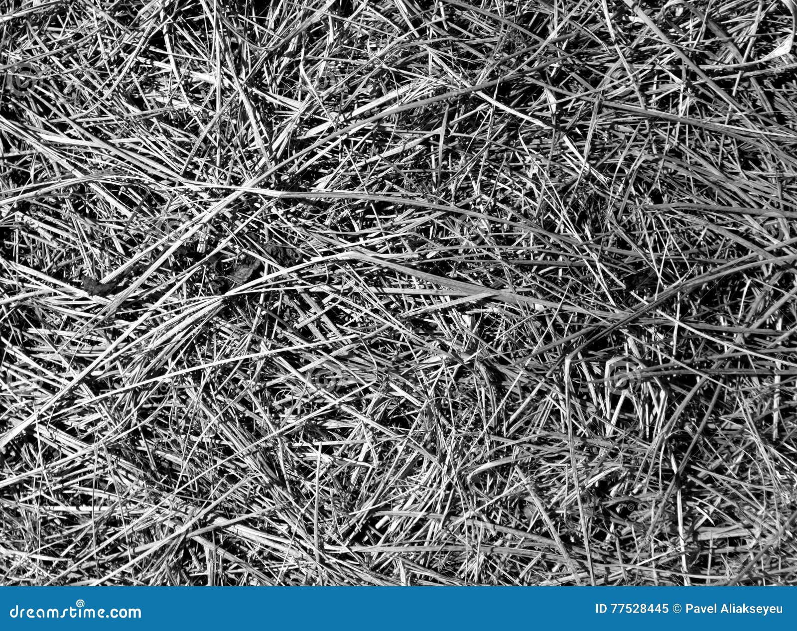 Dry Grass Texture In Black And White Stock Image Image Of Monochrome Color