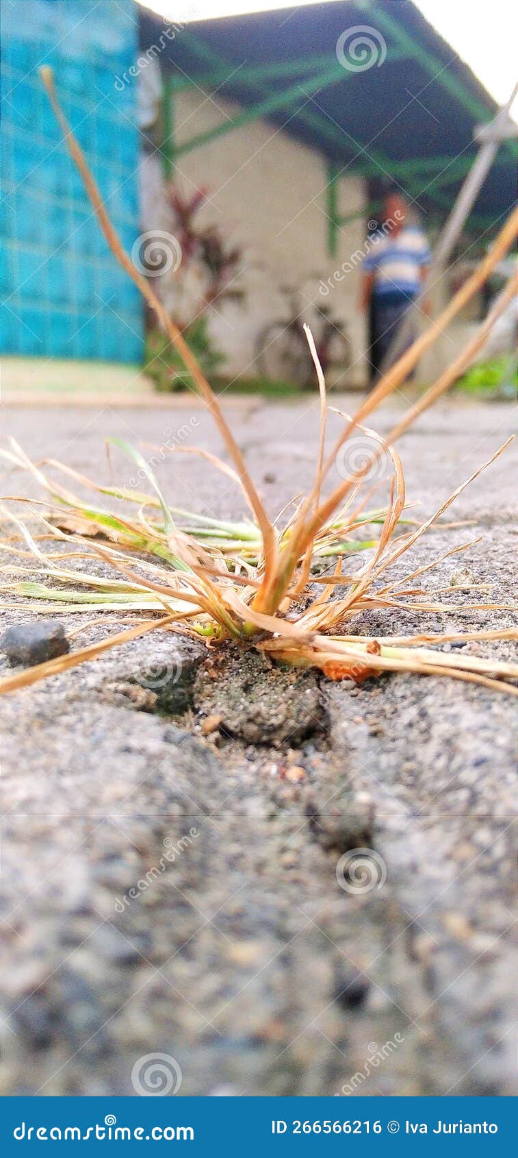 Dry Grass because the Weather is Very Hot Stock Photo Image of