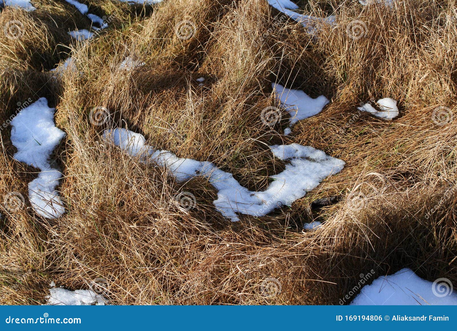Dry Grass in Winter. Crumpled Dry Grass Covered with Melting Snow Stock
