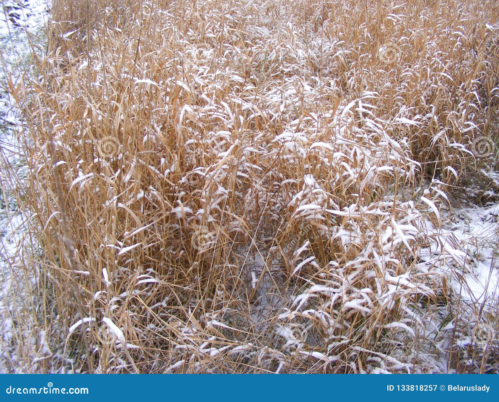 Dry Grass on Winter Field, Snowy Surface Stock Image Image of bread