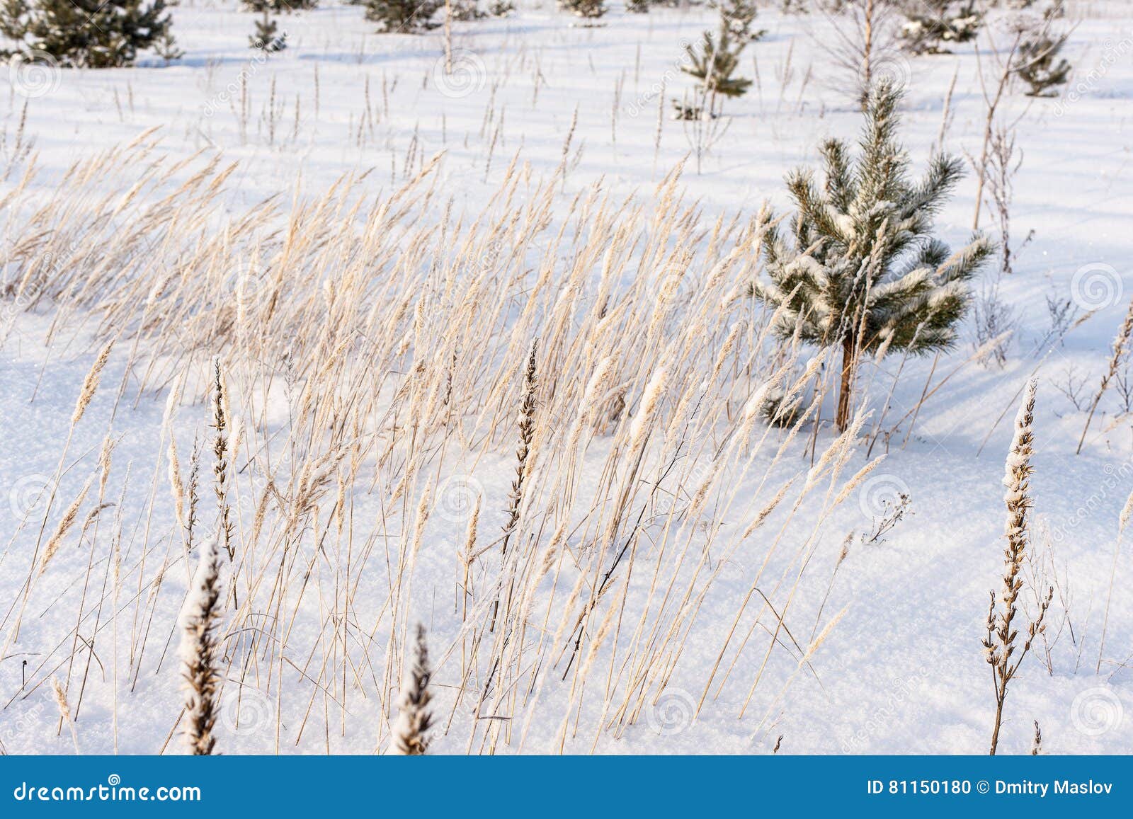 Dry grass in winter stock photo. Image of white, tree 81150180
