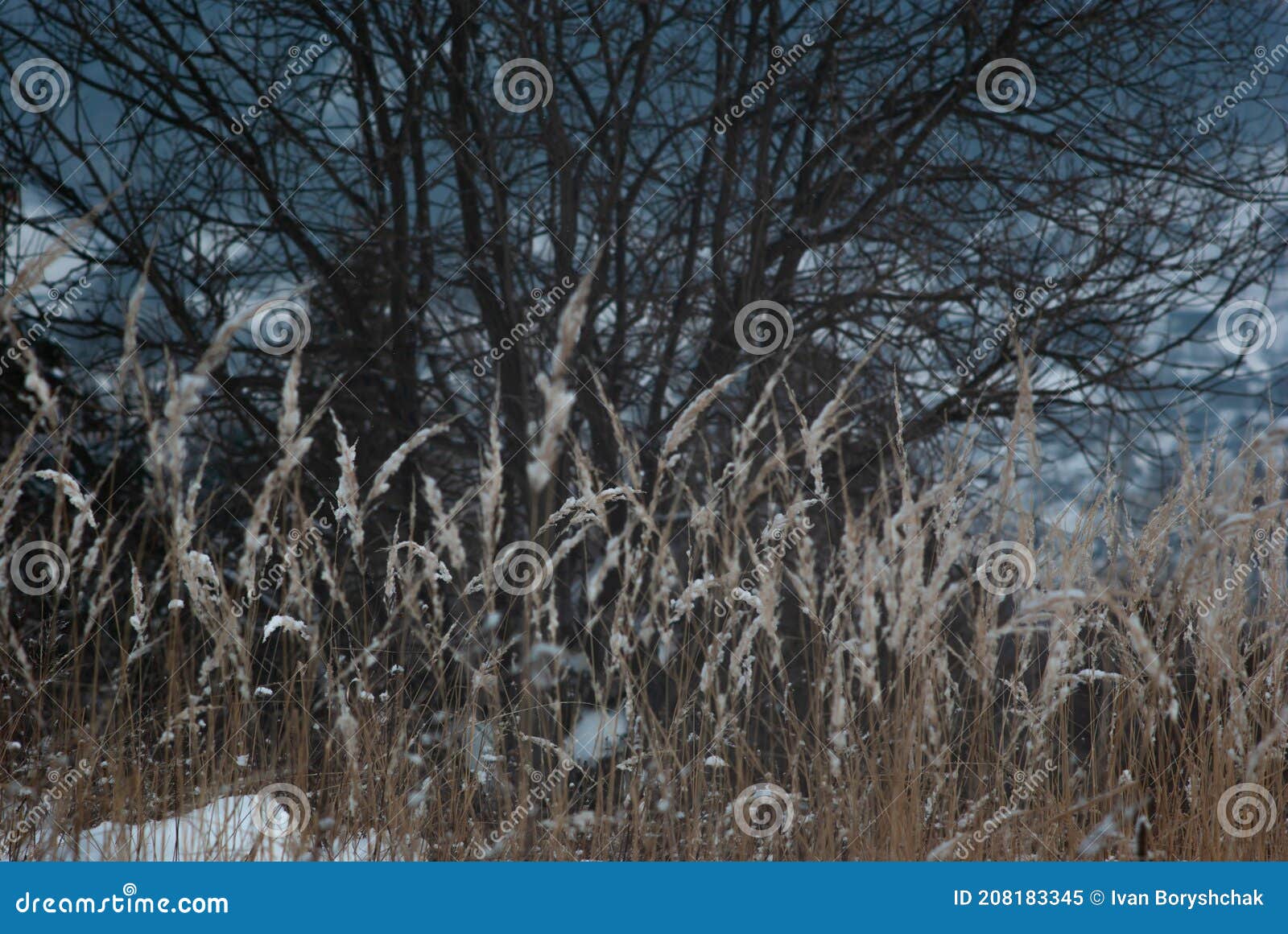 Dry grass in the snow stock image. Image of nature, december 208183345