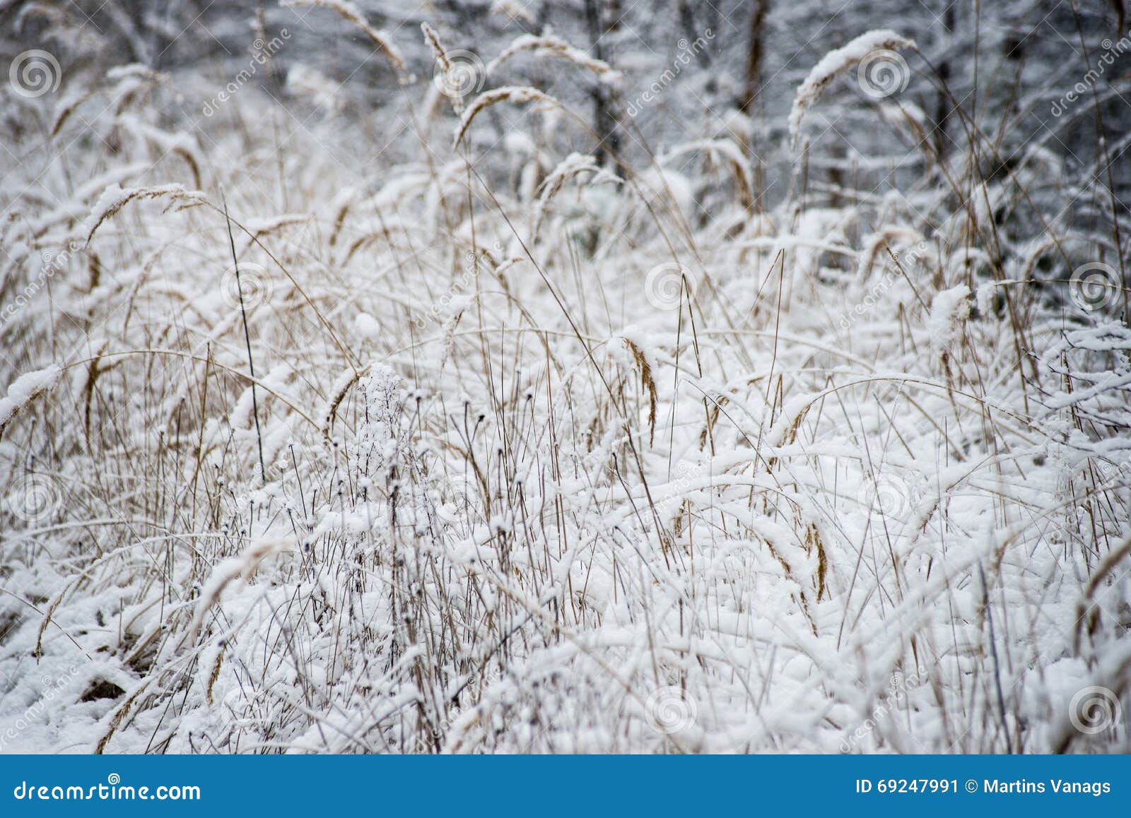 Dry grass in winter stock image. Image of close, gardening 69247991