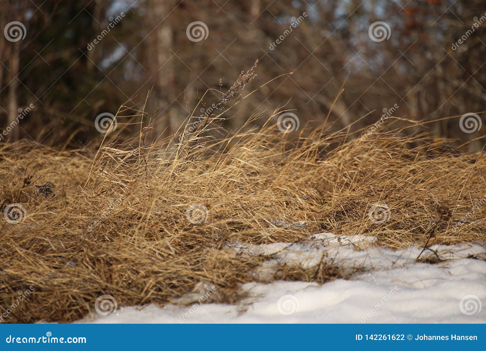 Dry Grass in Winter in the Wind Stock Photo Image of focus, freeze