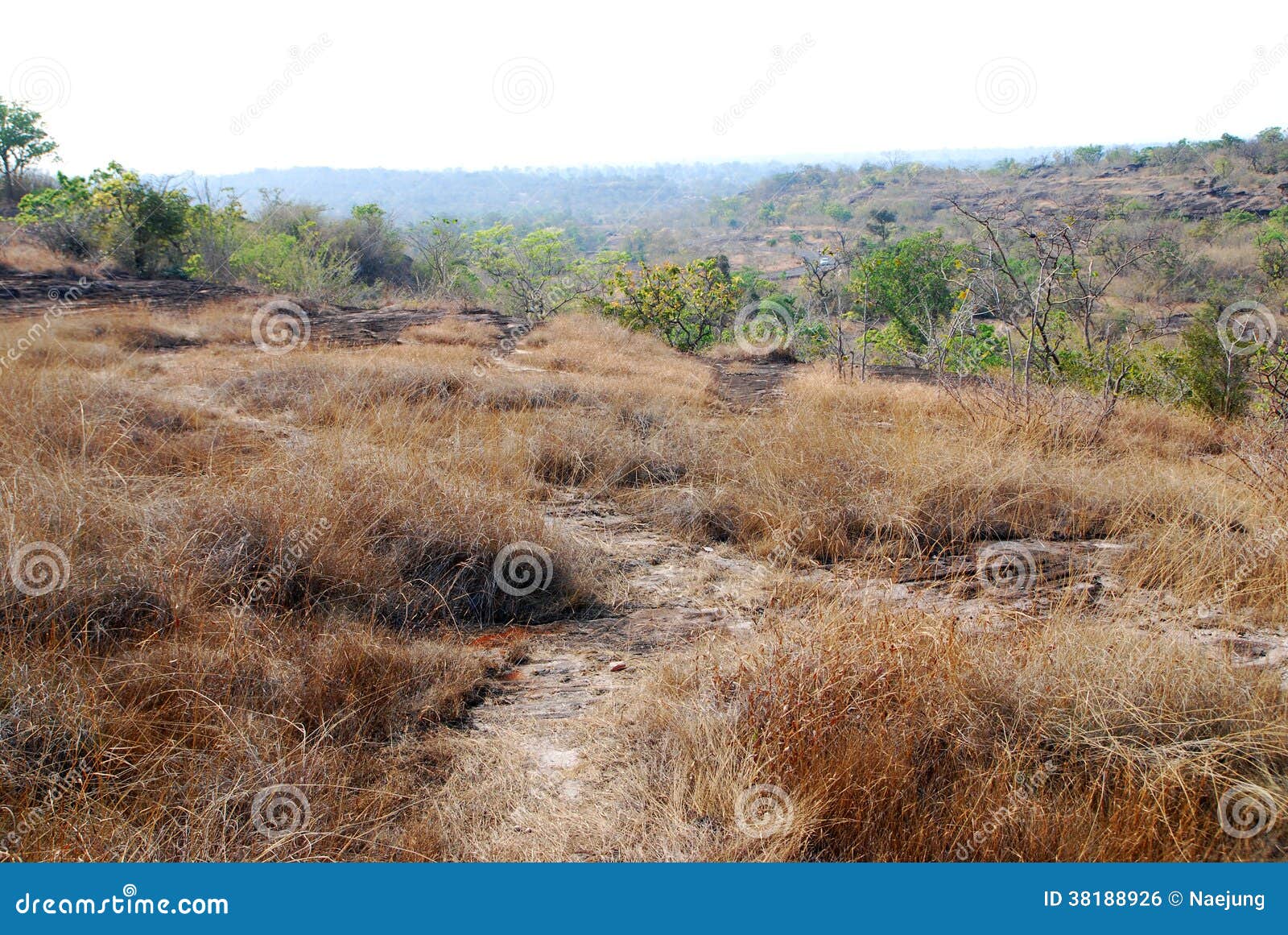 Dry grasslands stock photo. Image of park, green, grassland 38188926