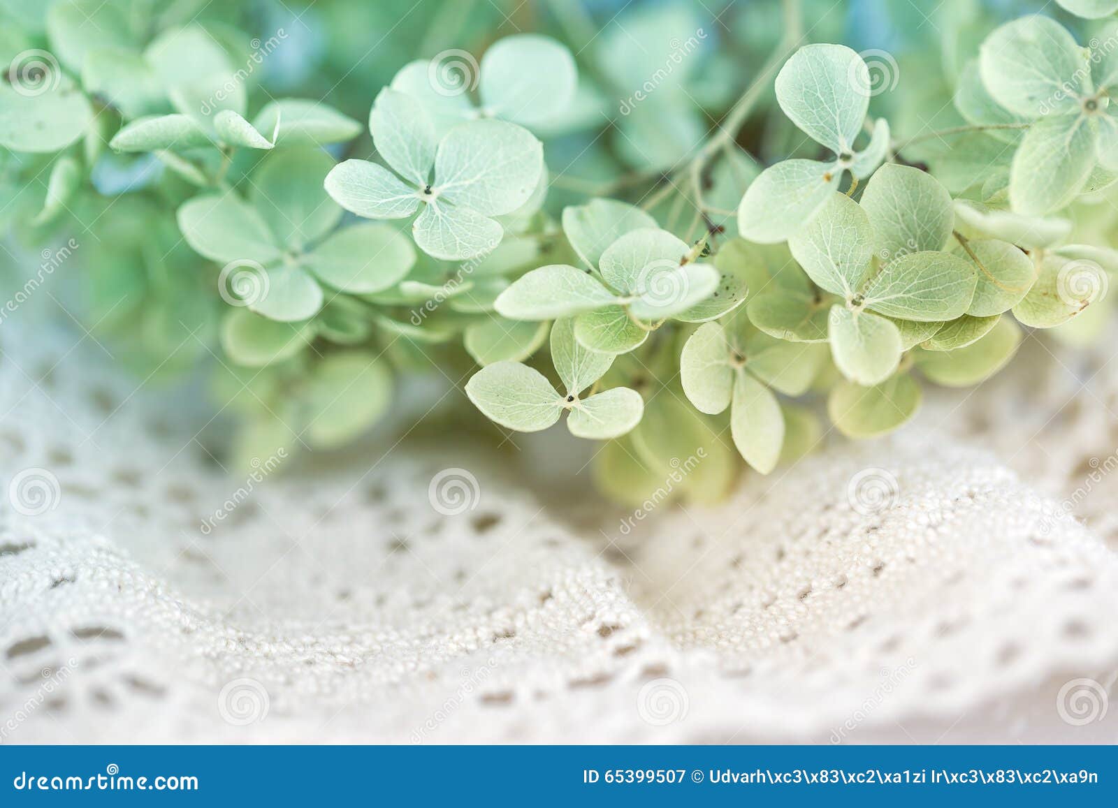 Dry hortensia flower stock image. Image of lace, blossom 65399507
