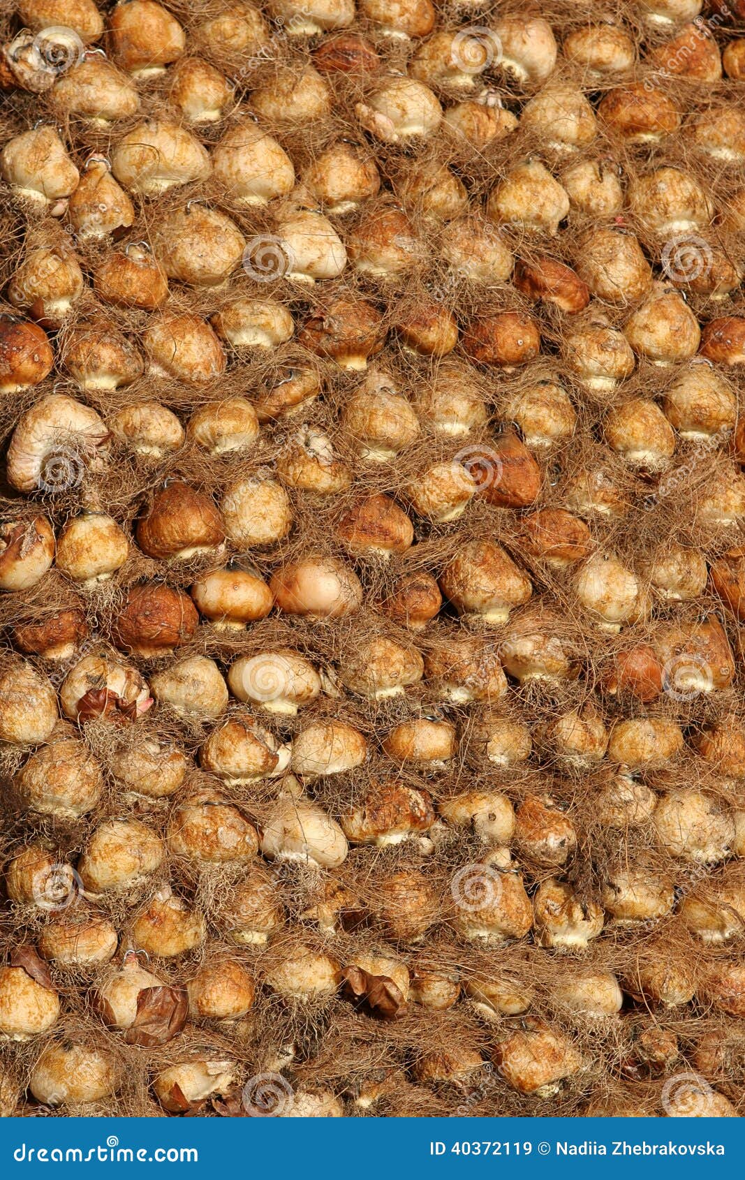 Dry hyacinth bulbs. stock image. Image of tulip, bulb 40372119