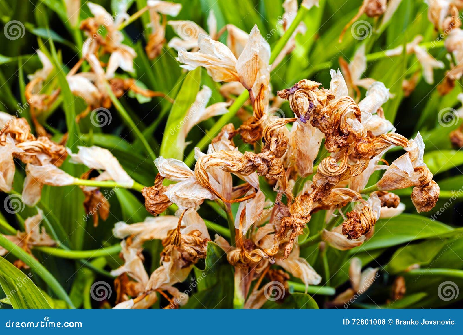 Dry iris flowers stock photo. Image of wild, autumn, brown 72801008