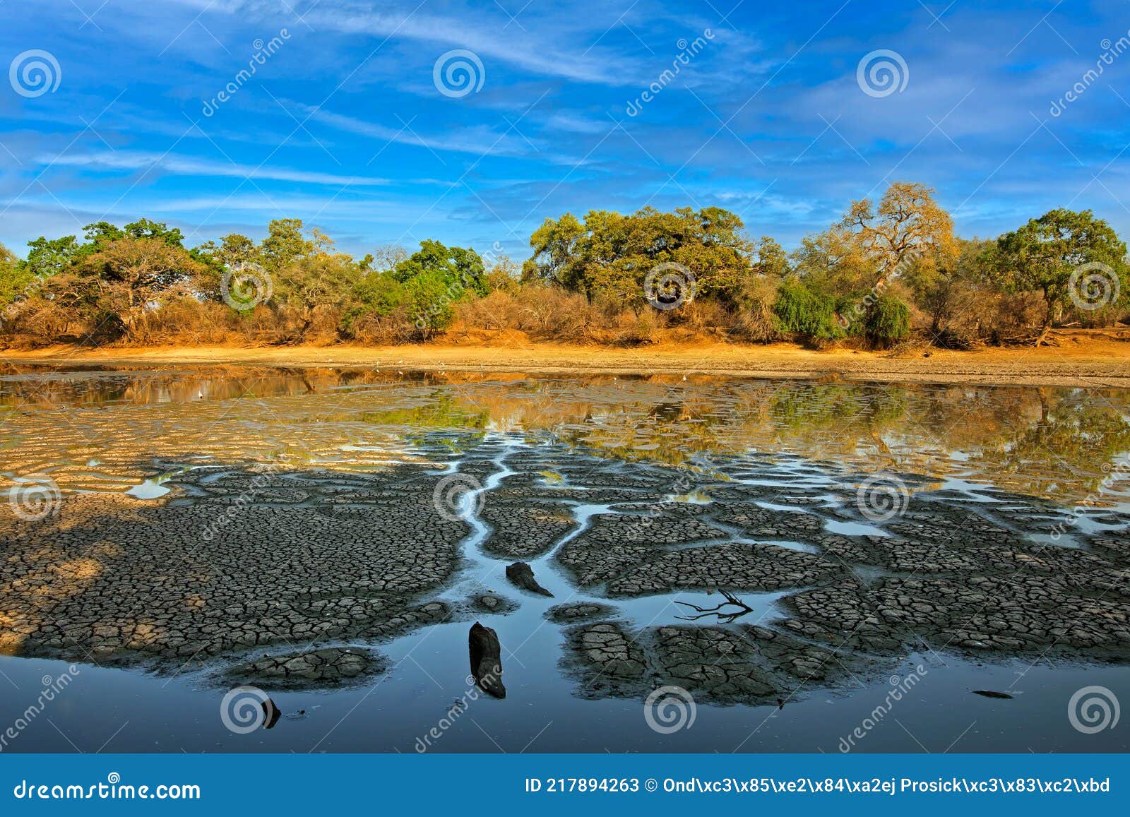 Dry Africa. Nature Habitat, Water Pond, India. Wildlife Scene from Nature, Mana Pools NP, Zimbabwe in Africa. Water with Stock Image - Image of pool, himantopus: 217894263