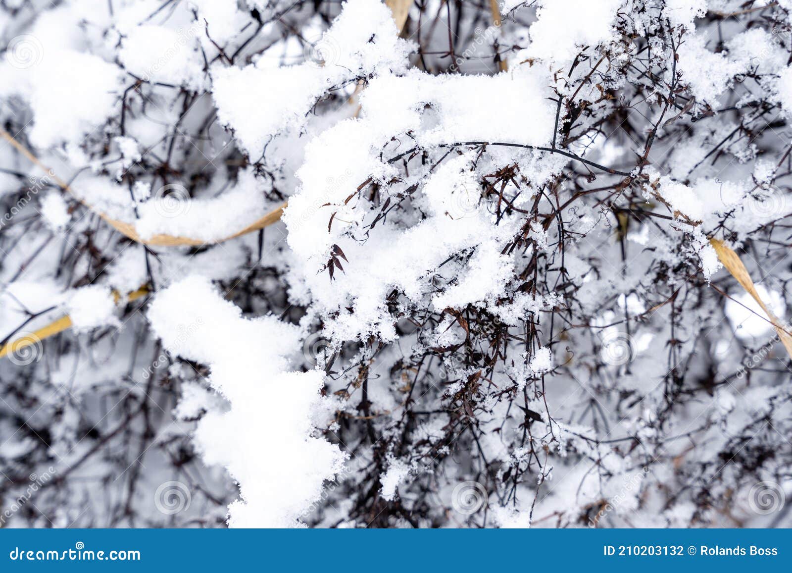 large grass that has reached with wintery white