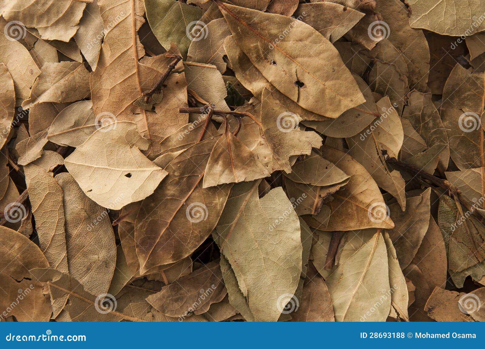 Dry Laurels stock photo. Image of pile, laurels, plant 28693188