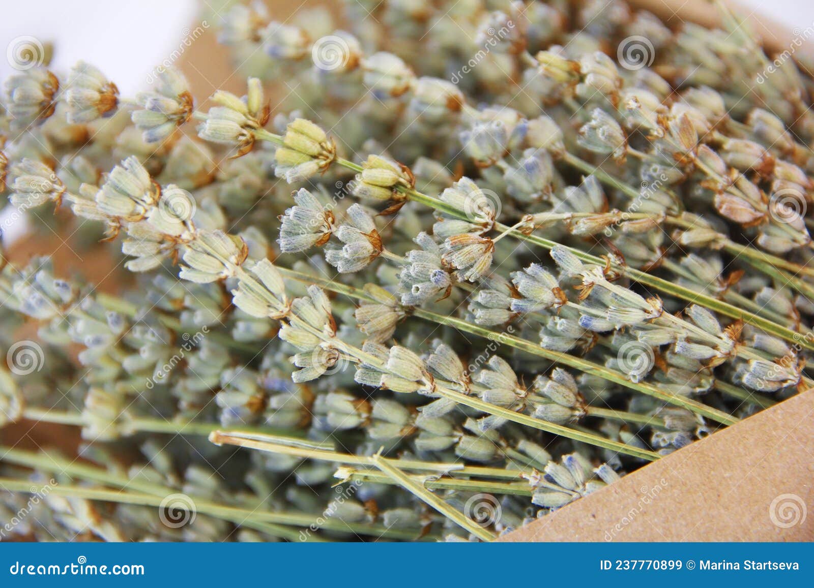 Dry Lavender Flowers in a Bouquet Stock Image Image of blooming, herb
