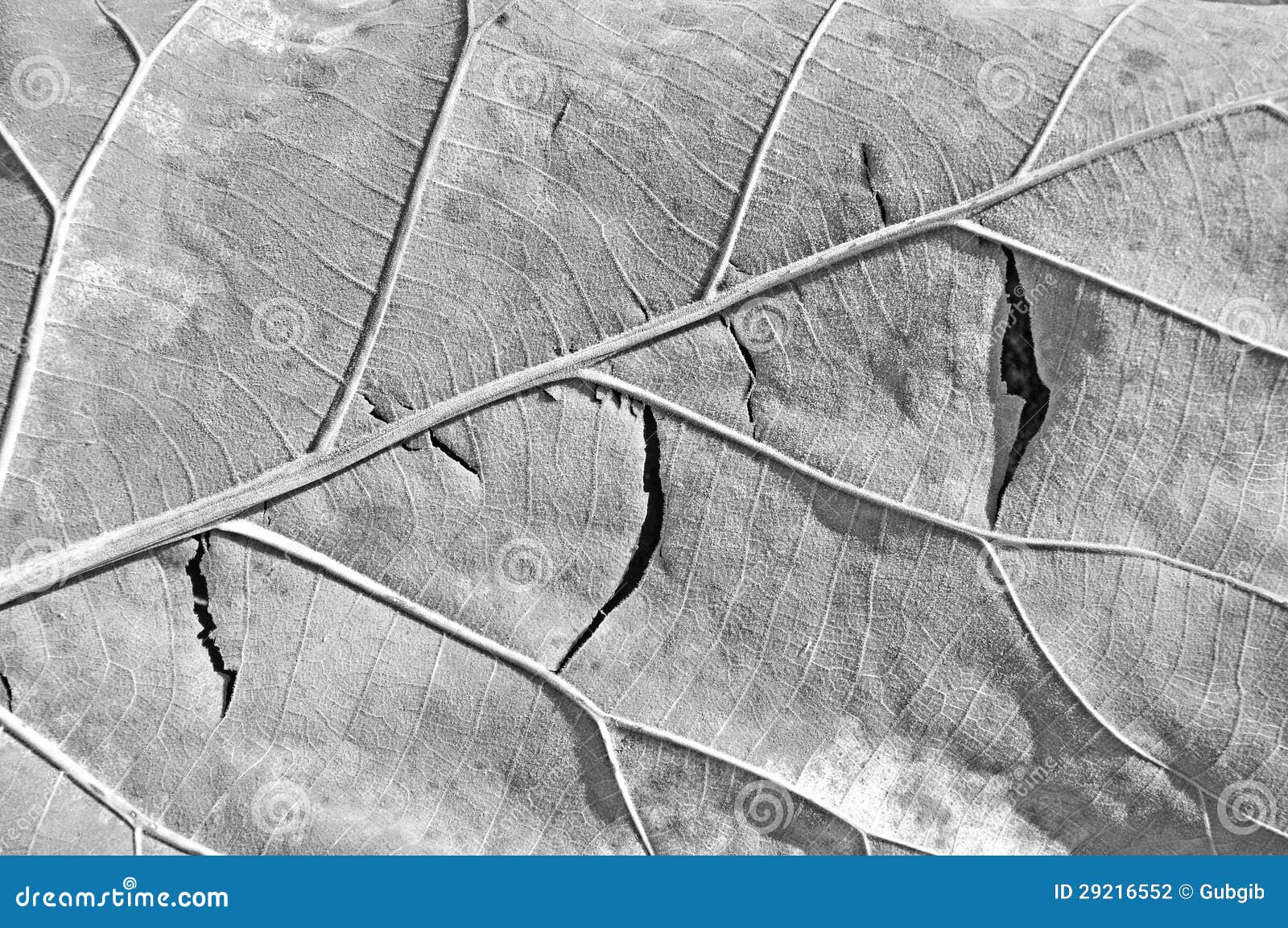 Dry leaf stock photo. Image of branching, plant, nature 29216552